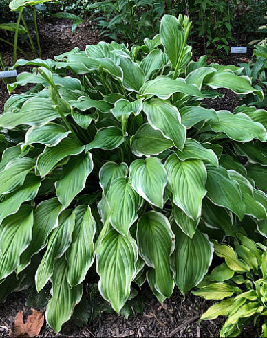 Crin de toamnă -  Hosta ´Sugar and Cream´