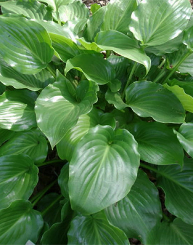 Crin de toamnă - Hosta ´Invincibil´