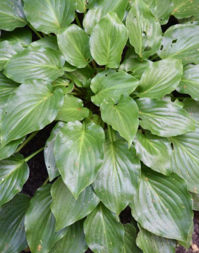 Crin de toamnă - Hosta ´Invincibil´