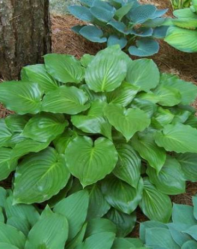 Crin de toamnă - Hosta ´Invincibil´
