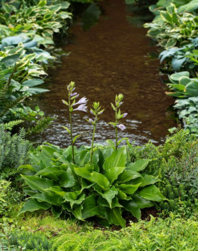 Crin de toamnă - Hosta ´Invincibil´