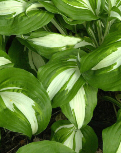 Crin de toamnă - Hosta Univittata