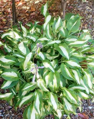 Crin de toamnă - Hosta Univittata