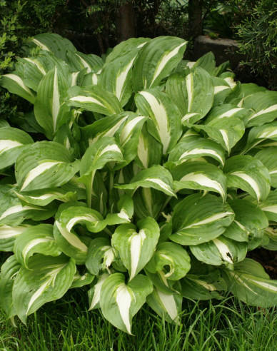 Crin de toamnă - Hosta Univittata