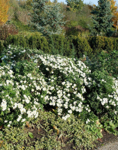 Astra ´Ashvi´ 1l