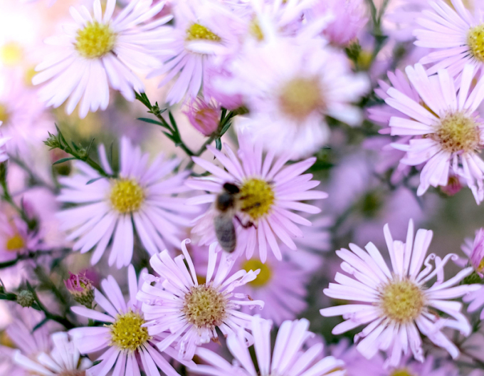 Astra Pink Star