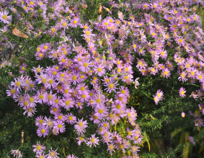 Astra Pink Star