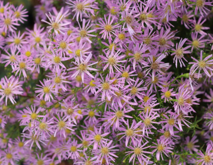 Astra Pink Star