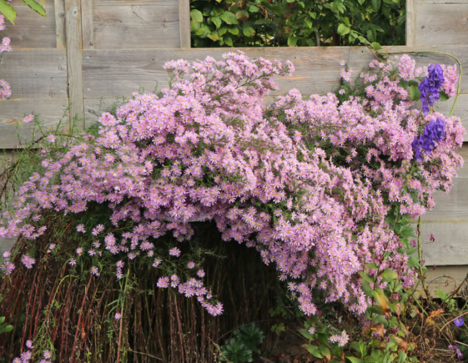 Astra Pink Star