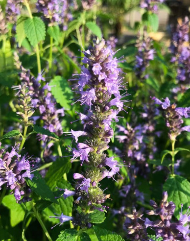 Agastache - urzică parfumată ´Little Adder´
