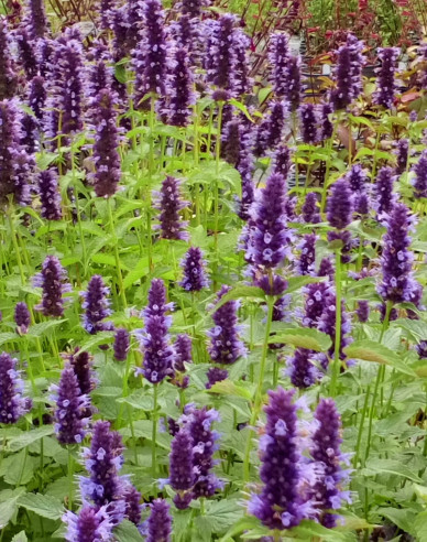 Agastache - urzică parfumată ´Little Adder´