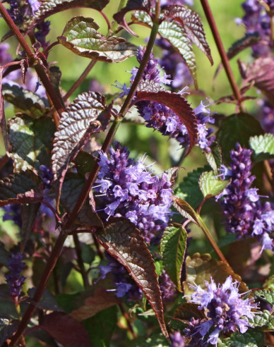 Agastache - urzică parfumată ´Little Adder´