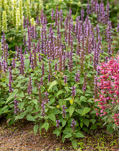 Agastache - urzică parfumată ´Little Adder´