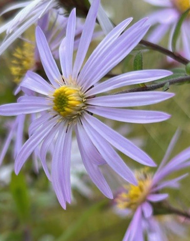 Aster iberic Lutetia