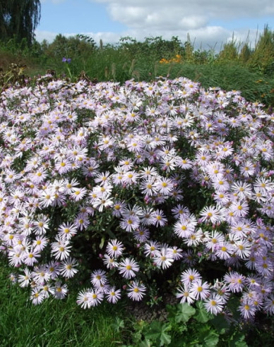 Aster iberic Lutetia