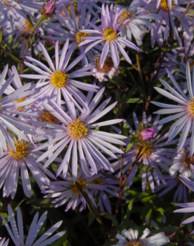 Aster iberic Lutetia