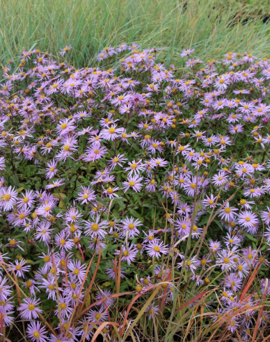 Aster iberic Lutetia
