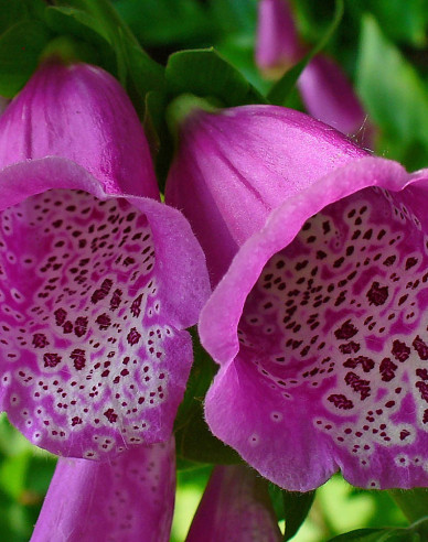 Digitalis - Degețel ´Purpurea´