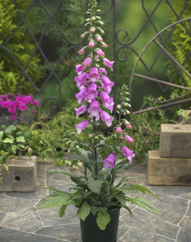 Digitalis - Degețel ´Purpurea´