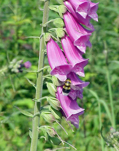 Digitalis - Degețel ´Purpurea´