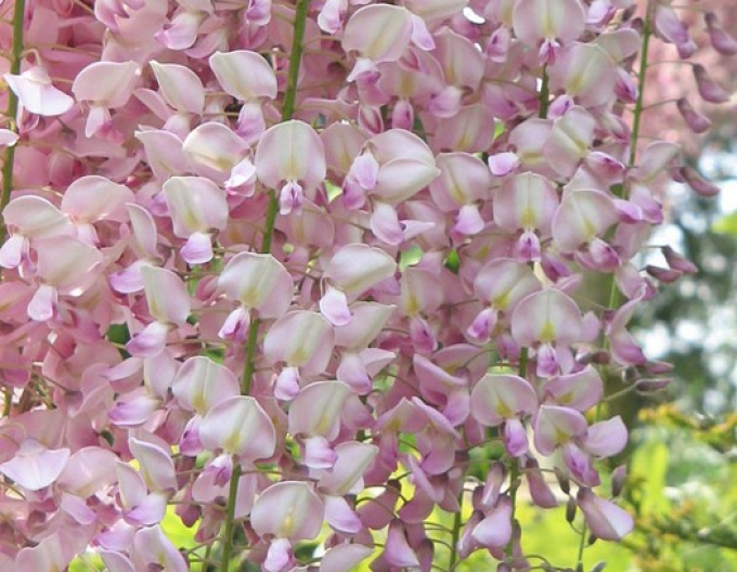 Wisteria înfloritoare Honbeni