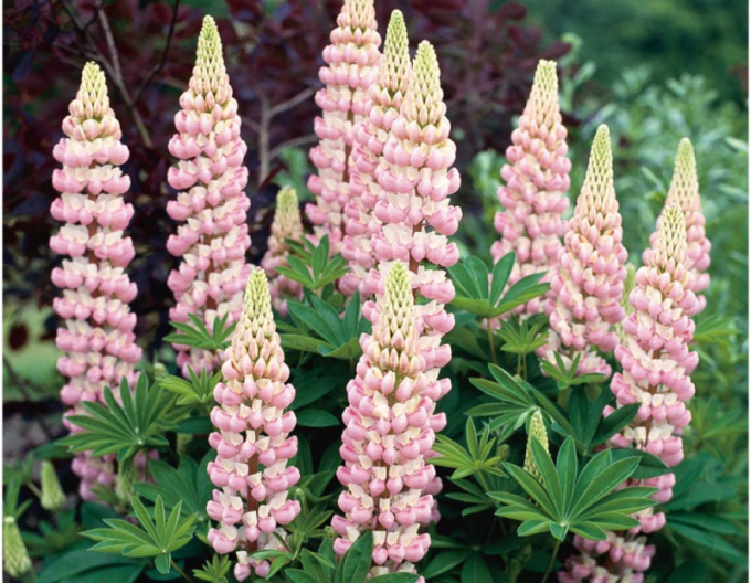 Lupinus ´Gallery Rose Shades´