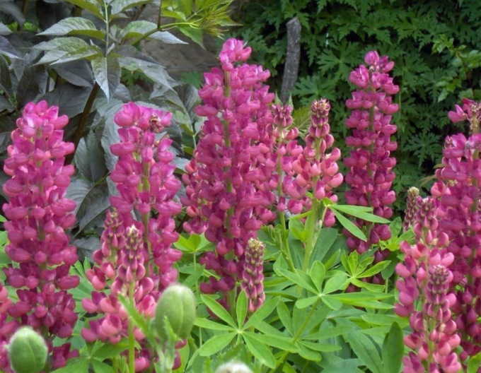 Lupinus ´Gallery Rose Shades´