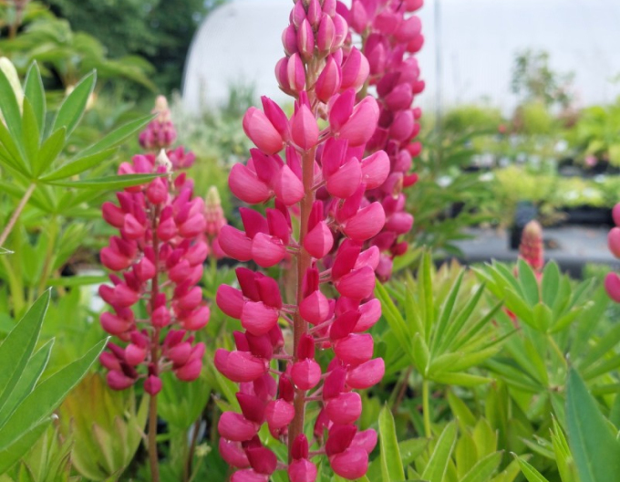 Lupinus ´Gallery Rose Shades´