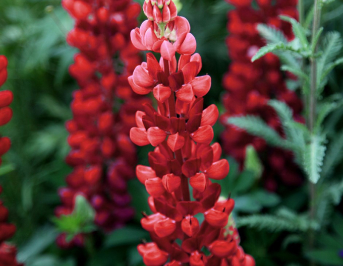 Lupin Red Shades