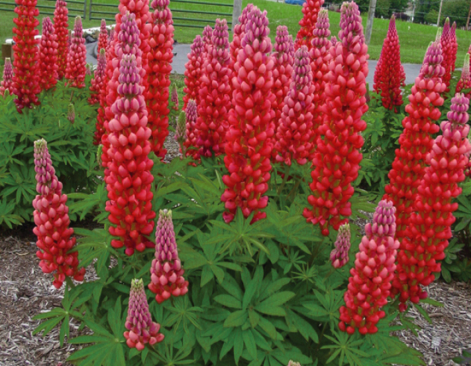 Lupin Red Shades