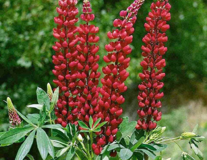 Lupin Red Shades