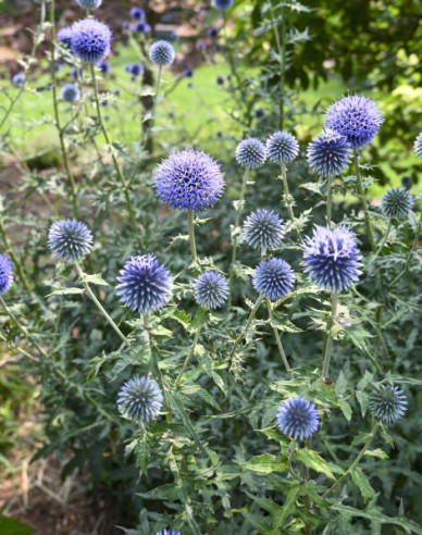 Hedgehog ´Blue Glow´