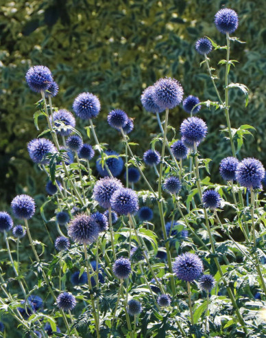 Hedgehog ´Blue Glow´