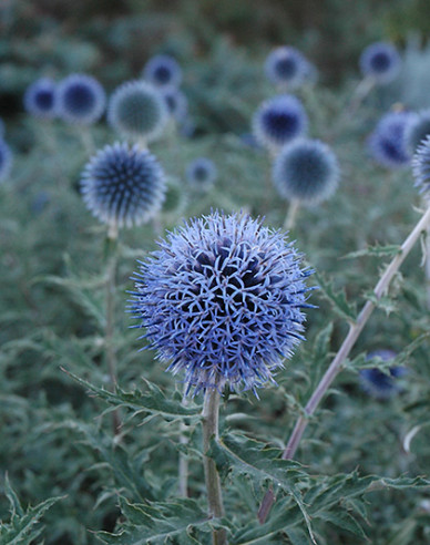 Hedgehog ´Blue Glow´