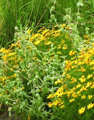 Coreopsis verticillata´Grandiflora´