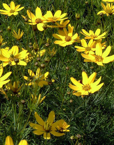 Coreopsis verticillata´Grandiflora´