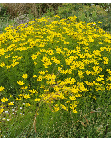 Coreopsis verticillata´Grandiflora´