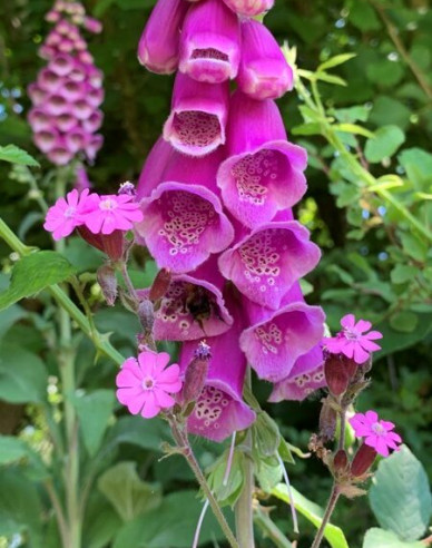 Digitalis - Degețel ´Purpurea´