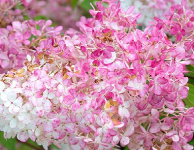 Hortensie paniculate Vanilla Fraise