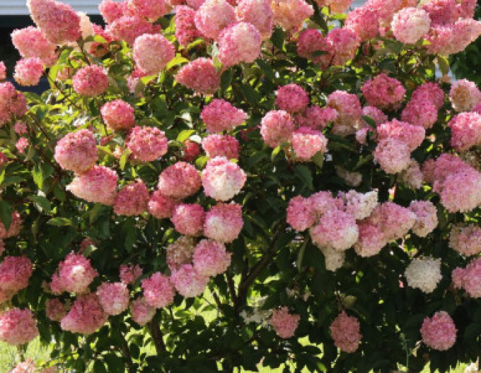 Hortensie paniculate Vanilla Fraise