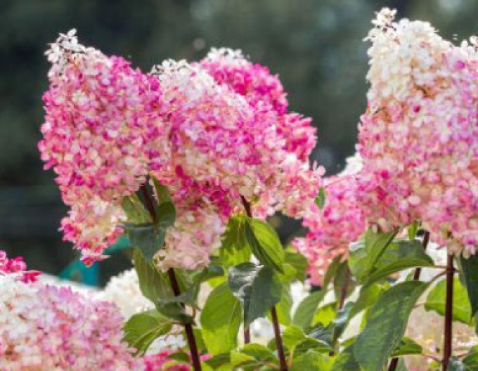 Hortensie paniculate Vanilla Fraise