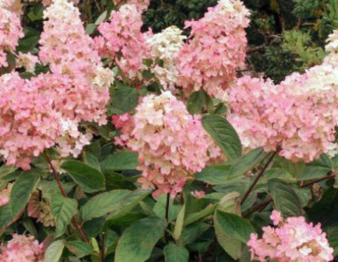 Hortensie paniculate Vanilla Fraise