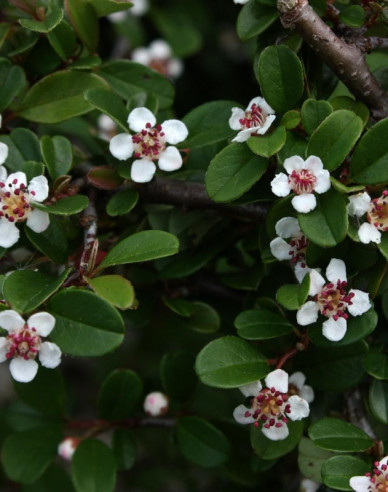 Cotoneaster radicans Eichholz 2l