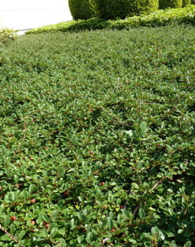 Cotoneaster radicans Eichholz 2l