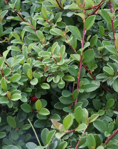 Cotoneaster radicans Eichholz 2l