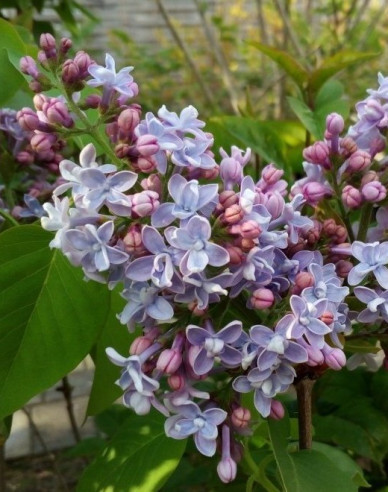 Liliac comun Carpe Diem
