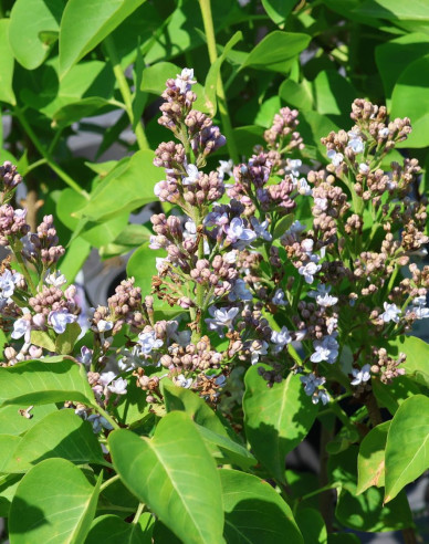 Liliac comun Carpe Diem