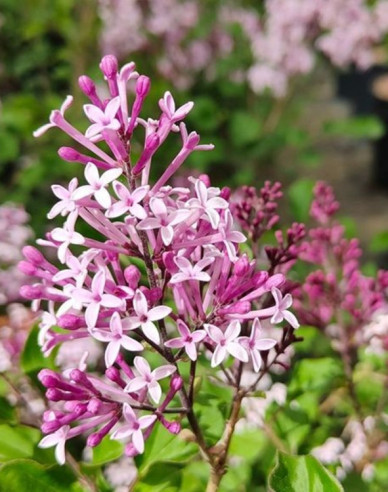 Liliac Red Pixie