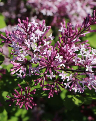 Liliac Red Pixie