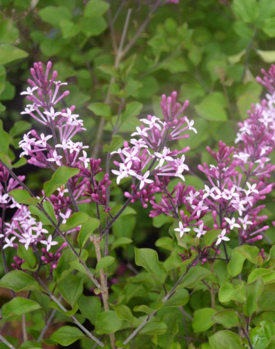 Liliac Red Pixie